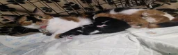 Mixed Breed cats for sale: Available now! Last boy left  - Advert 6