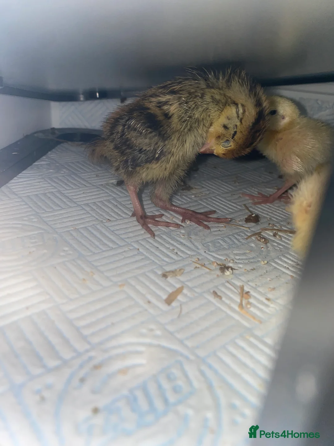 Quail poultry for sale: Mixed quail week old  - Advert 2