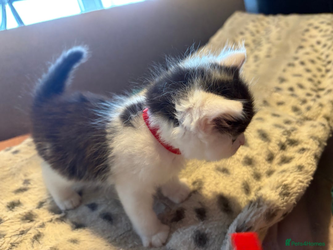 Mixed Breed cats for sale: Kittens for sale  - Image 7