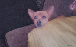 Mixed Breed dogs for sale: Jack Chi for rehoming  - Image 3