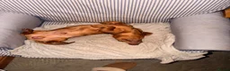 Dachshund dogs for sale: 1yr old Dachshund male  - Advert 2