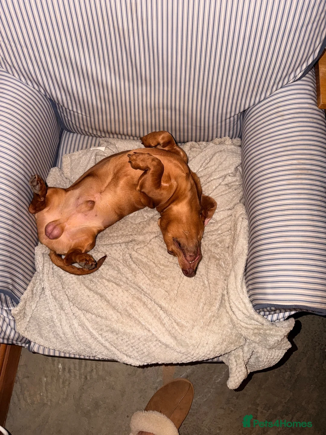 Dachshund dogs for sale: 1yr old Dachshund male  - Advert 2