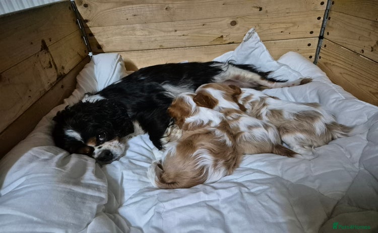 Cavalier King Charles Spaniel dogs - Advert 2