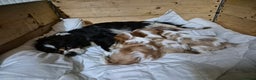Cavalier King Charles Spaniel dogs for sale: Blenheim Cavalier King Charles spaniel puppies  - Advert 6