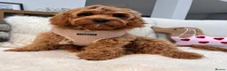 Cavapoo dogs for sale: Cavapoo boy - Advert 7