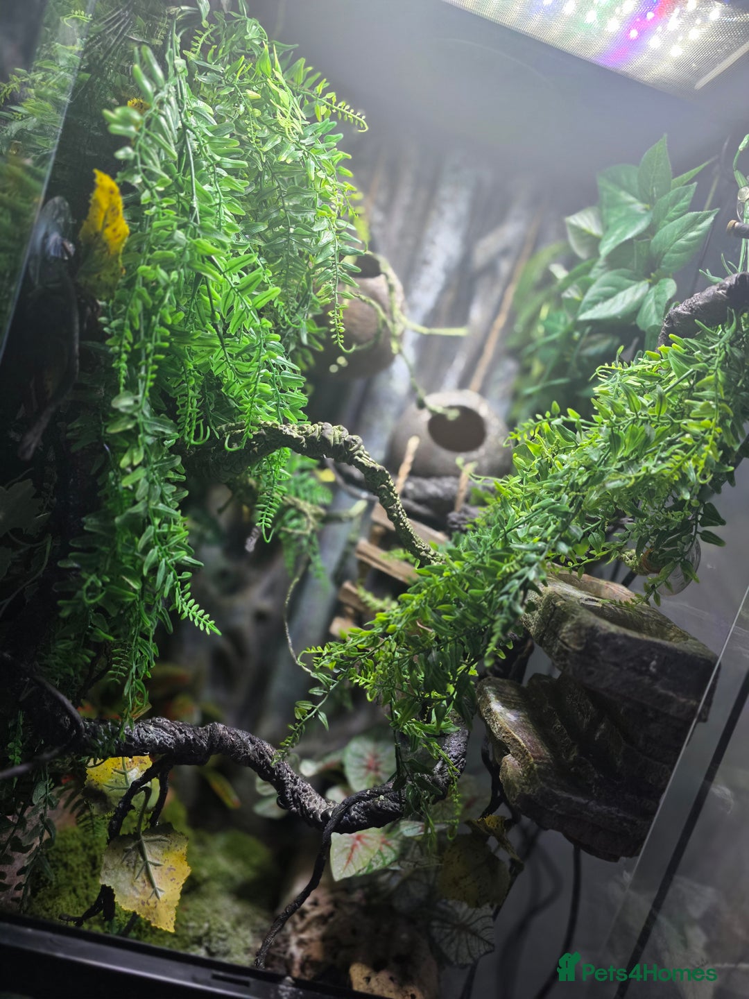 Gecko reptiles for sale: 45x45x90 Exo Terra Terrarium with 2 Crested Geckos - Advert 9
