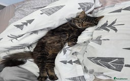 Mixed Breed cats for sale: Biscuit - Image 4