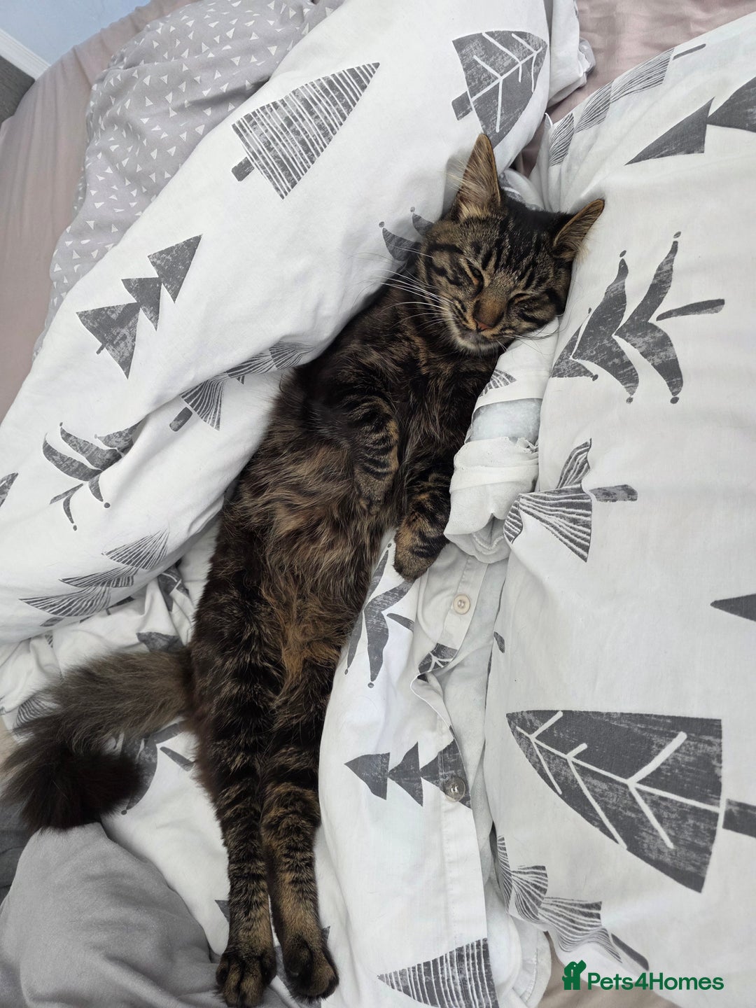 Mixed Breed cats for sale: Biscuit - Image 4
