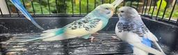 Budgerigars birds for sale: Baby budgies for sale  in Waltham Abbey - Advert 23
