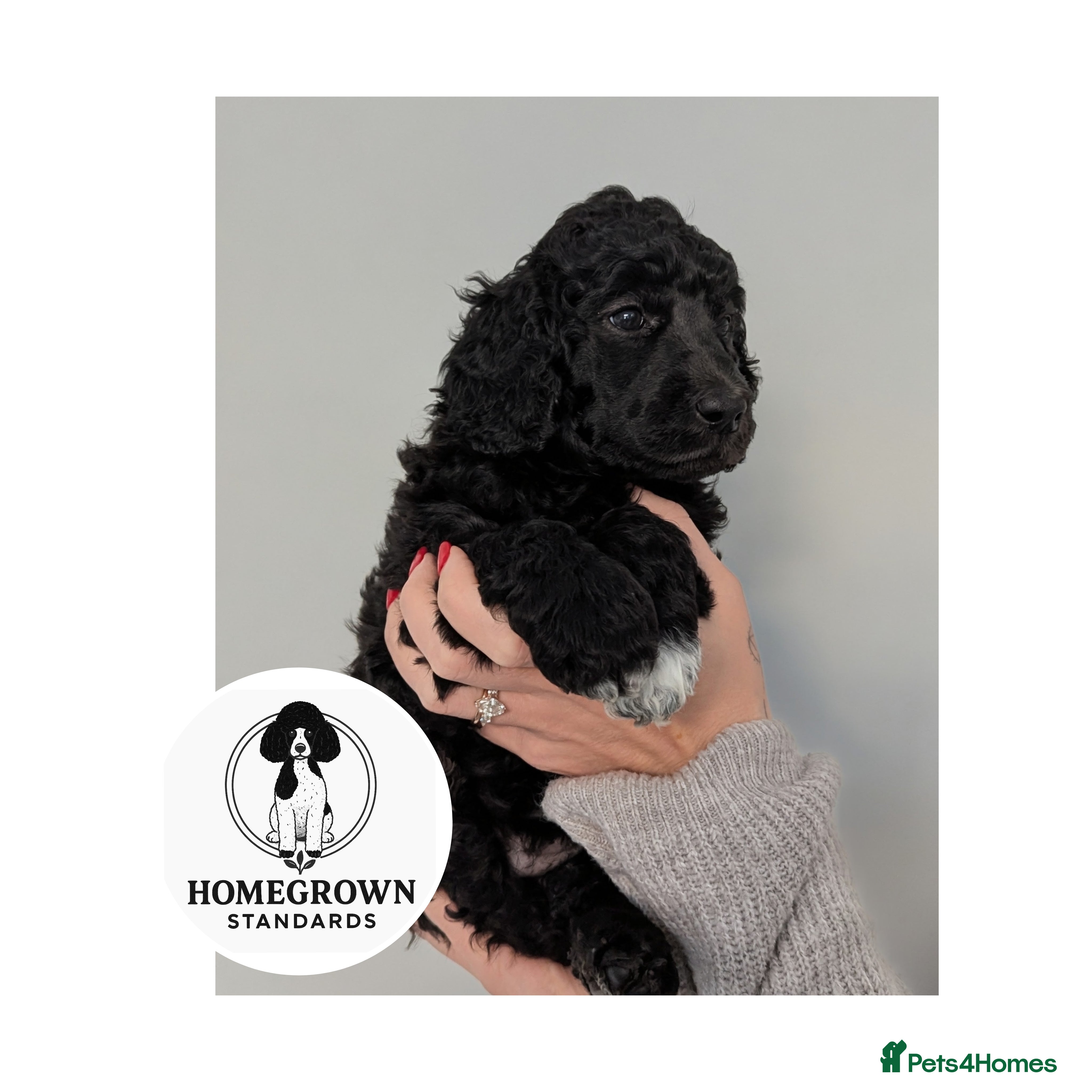 Standard Poodle dogs Ready 21st Jan, last 2 Standard Poodle Puppies - Advert 11