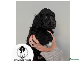 Standard Poodle dogs Silver/Blue, 7wks old, ready 21st Jan, KC Reg - Advert 9