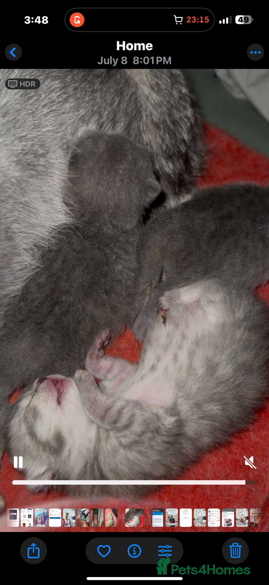 British Shorthair cats for sale: Beautiful British blue shorthairs  in Sowerby Bridge - Image 4