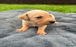 Labrador Retriever dogs for sale: KC Yellow Labradors - Image 10