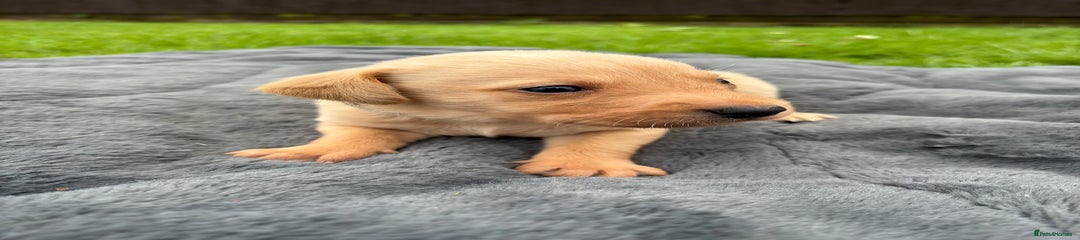 Labrador Retriever Puppy 4