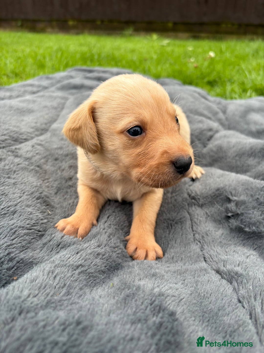 Labrador Retriever dogs for sale: KC Yellow Labradors - Image 10