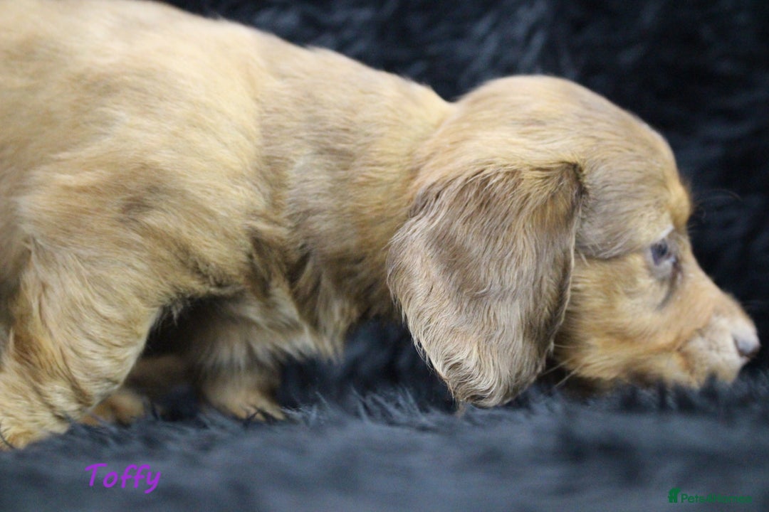 Miniature Dachshund dogs for sale: KC PRA Clear Mini Longhair Daxies – Dapple - Advert 22