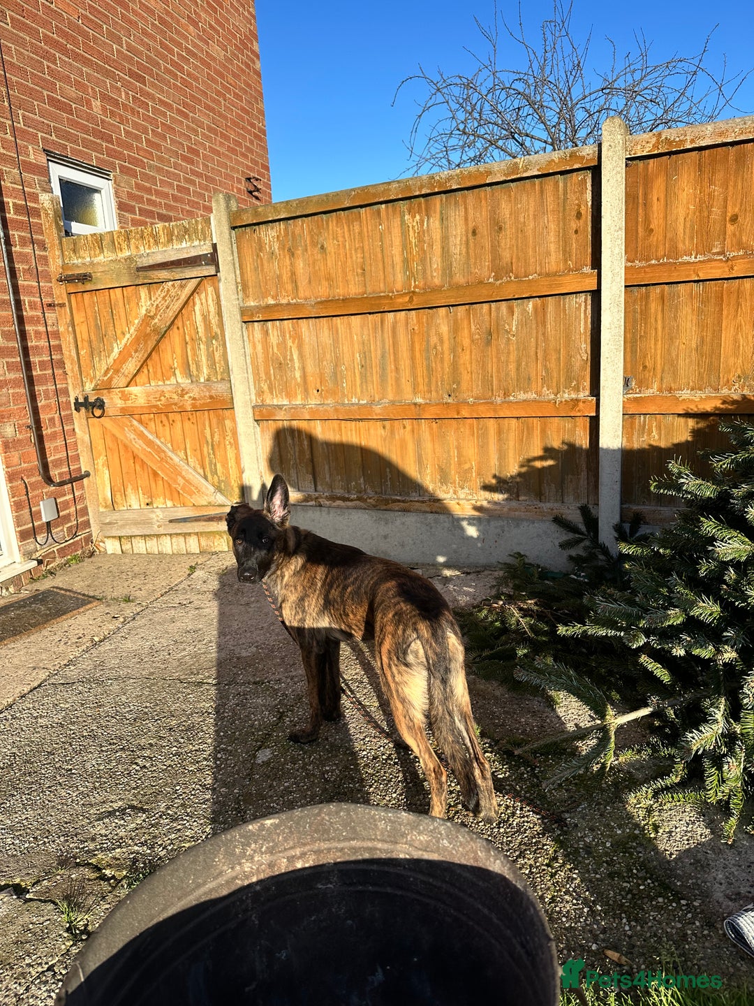 Mixed Breed dogs for sale: PENDING MEET & GREET - Lurcher X German Shepard  - Advert 3