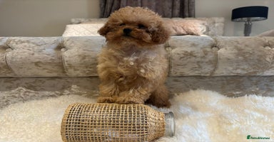 Cavapoochon dogs Last boy left Stunning cavapoochon puppies  - Advert 16