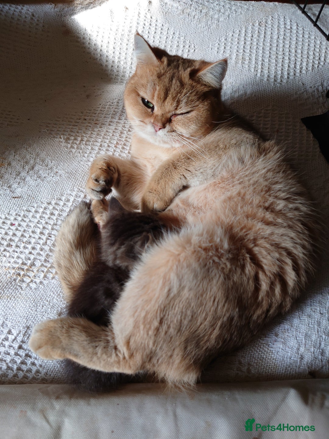 British Shorthair cats for sale: British Short Hair BSH kittens - Image 6