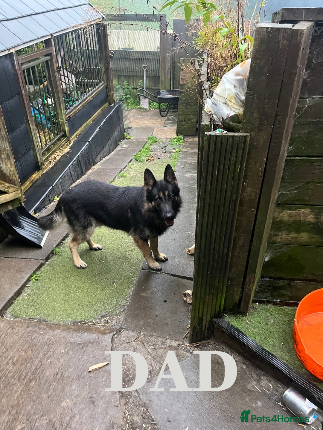 German Shepherd dogs for sale: German Shepard Puppies - Image 4