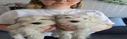 Miniature Schnauzer dogs for sale: 🐾 White Miniature Schnauzer Girls  🐾 - Advert 7