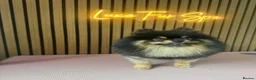 Pomeranian dogs for sale: Teddy Pom's in Barnsley - Advert 6