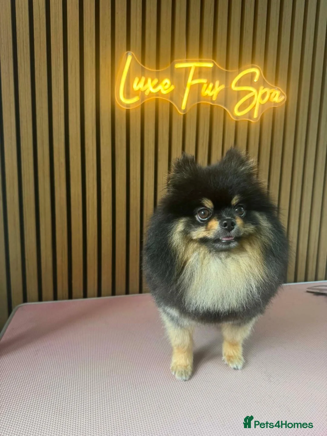 Pomeranian dogs for sale: Teddy Pom's in Barnsley - Advert 6