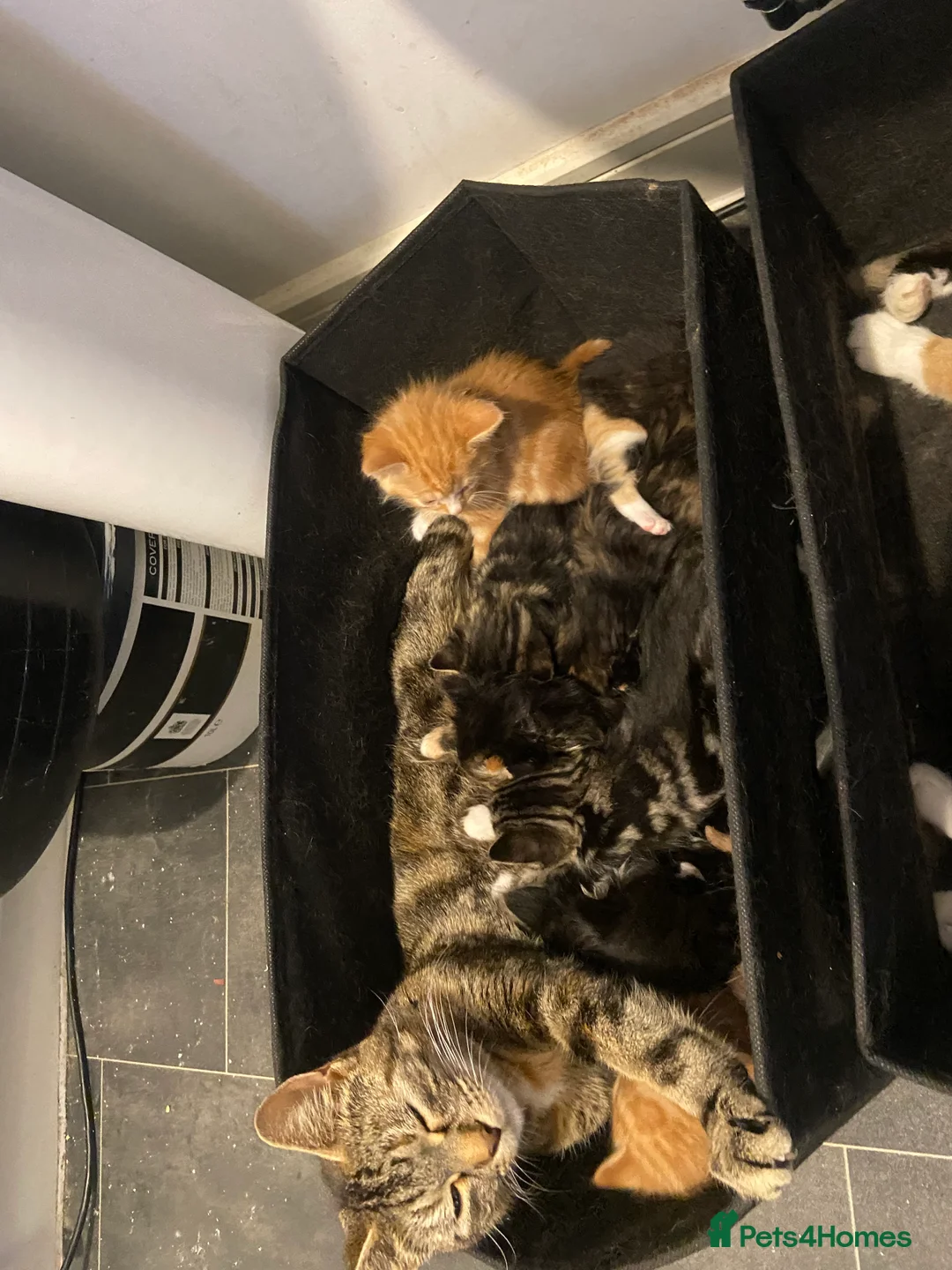 Mixed Breed cats for sale: Super fluffy kittens  in Thame - Advert 2