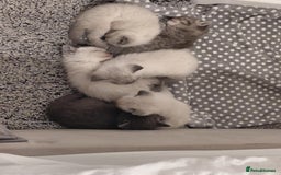 Ragdoll cats for sale: 5 ragdoll british shorthair kittens - Image 4
