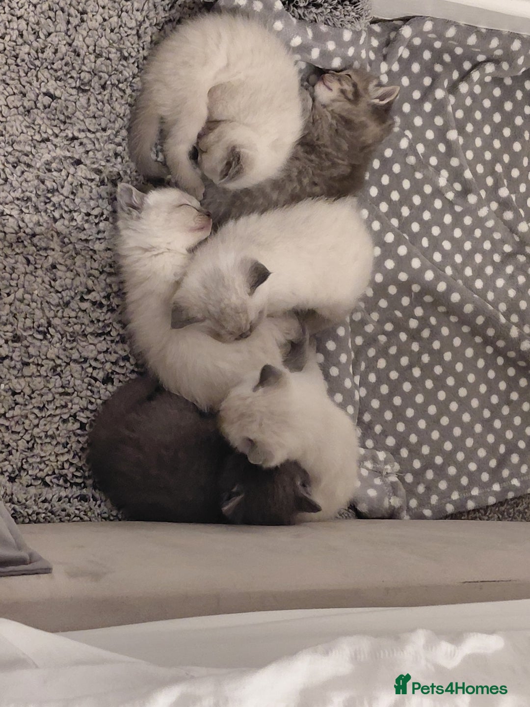 Ragdoll cats for sale: 5 ragdoll british shorthair kittens - Image 4