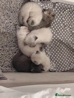 Ragdoll cats - Advert 7