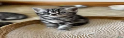 British Shorthair cats for sale: ❤️💙 Gorgeous Pedigree Silver Tabby BSH 💙❤️ - Advert 6