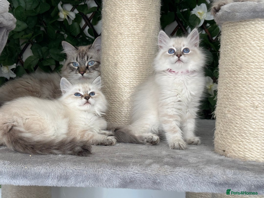 Siberian cats for sale: ✅3 WEEKS OLD BABIES AVAILABLE✅ - Advert 9
