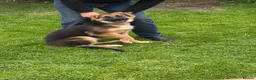 German Shepherd dogs for sale: 5 month old German Shepherd  - Advert 1