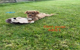Cavapoochon dogs for sale: Stunning litter of Cavapoochon pups - Image 3