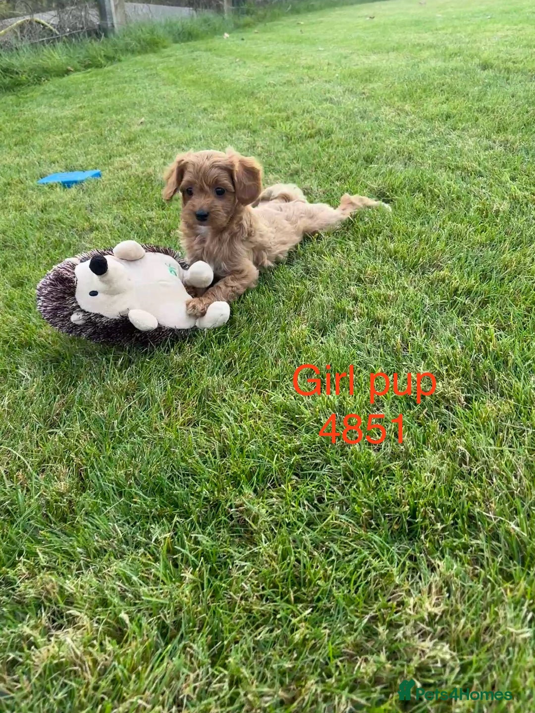 Cavapoochon dogs for sale: Stunning litter of Cavapoochon pups - Image 3