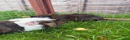 Guinea Pig rodents for sale: Baby guinea pigs! - Advert 5