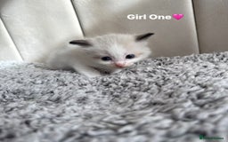 Ragdoll cats for sale: Five Beautiful Pure Breed Ragdoll Kittens🤍 - Image 27