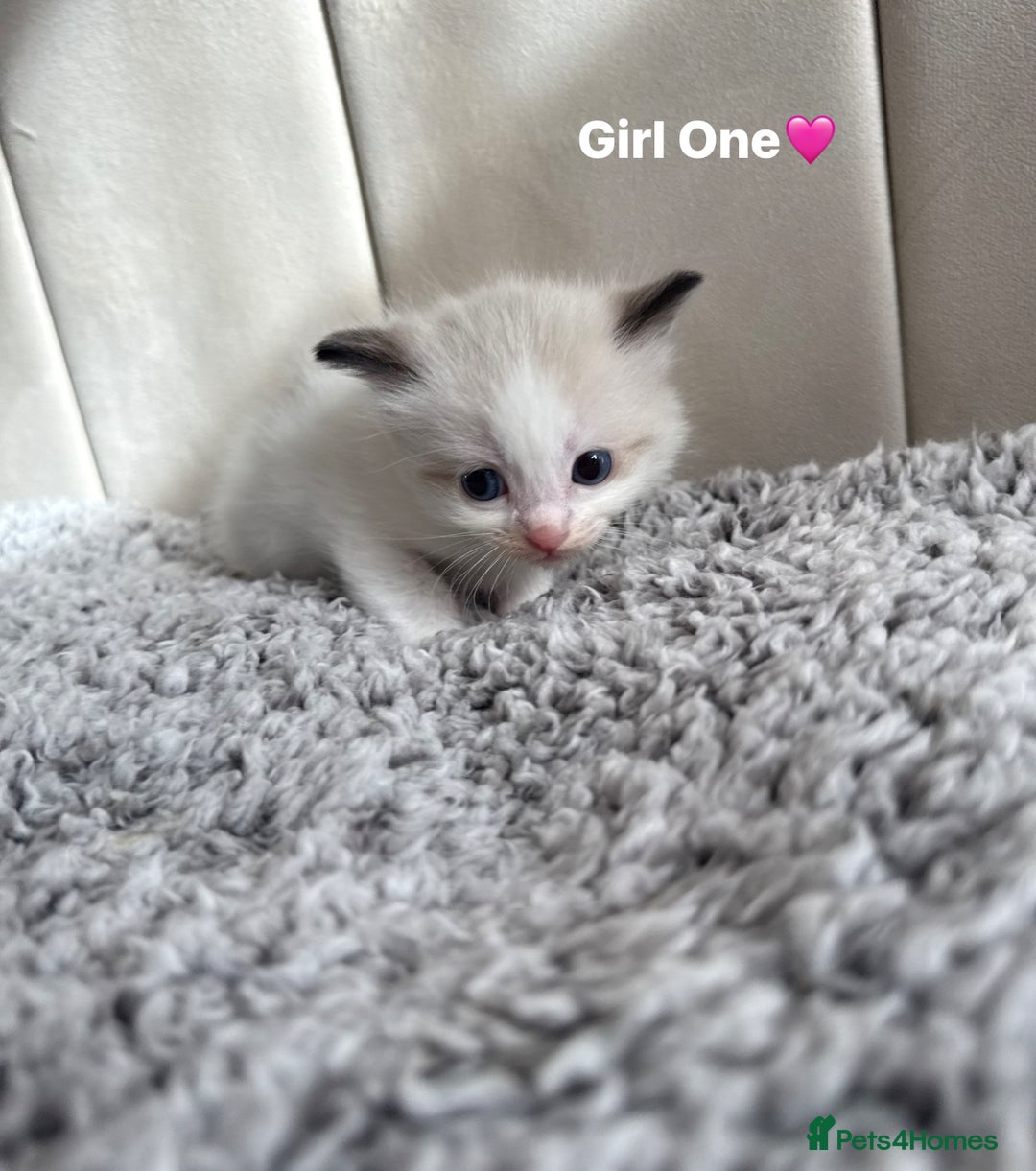 Ragdoll cats for sale: Five Beautiful Pure Breed Ragdoll Kittens🤍 - Image 27