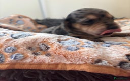 Mixed Breed dogs for sale: Unique mixed breed - Image 17