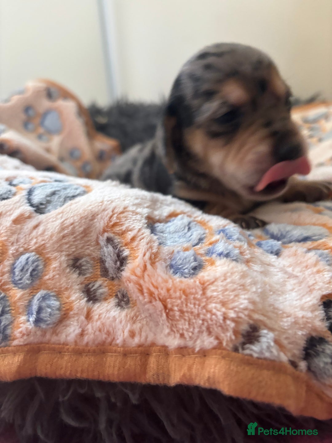 Mixed Breed dogs for sale: Unique mixed breed - Image 17