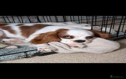 Cavalier King Charles Spaniel dogs for sale: 8 month male Cavalier purebred. - Image 6