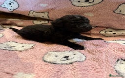 Toy Poodle dogs for sale: Exquisite Toy Poodle pups - Health tested parents - Image 18