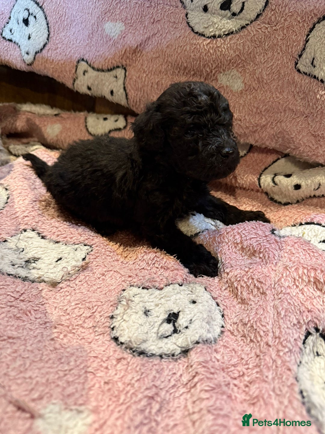 Toy Poodle dogs for sale: Exquisite Toy Poodle pups - Health tested parents - Image 18