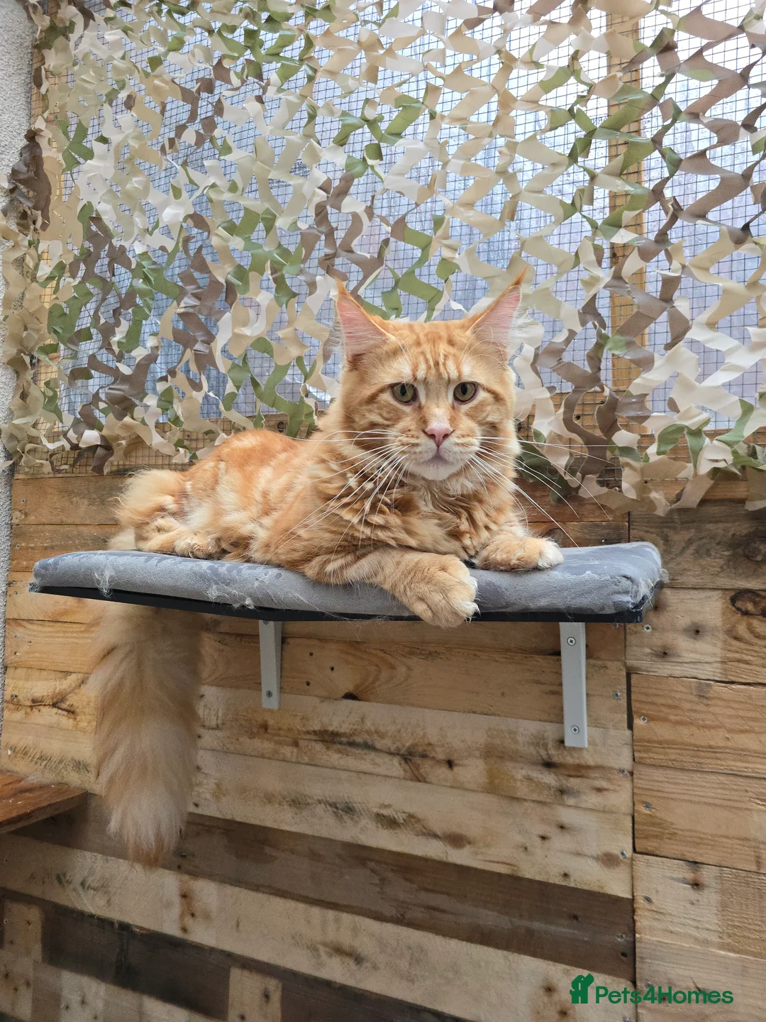 Maine Coon cats for stud: Maine Coon Large Red Tabby over 10kg in Hull - Advert 8