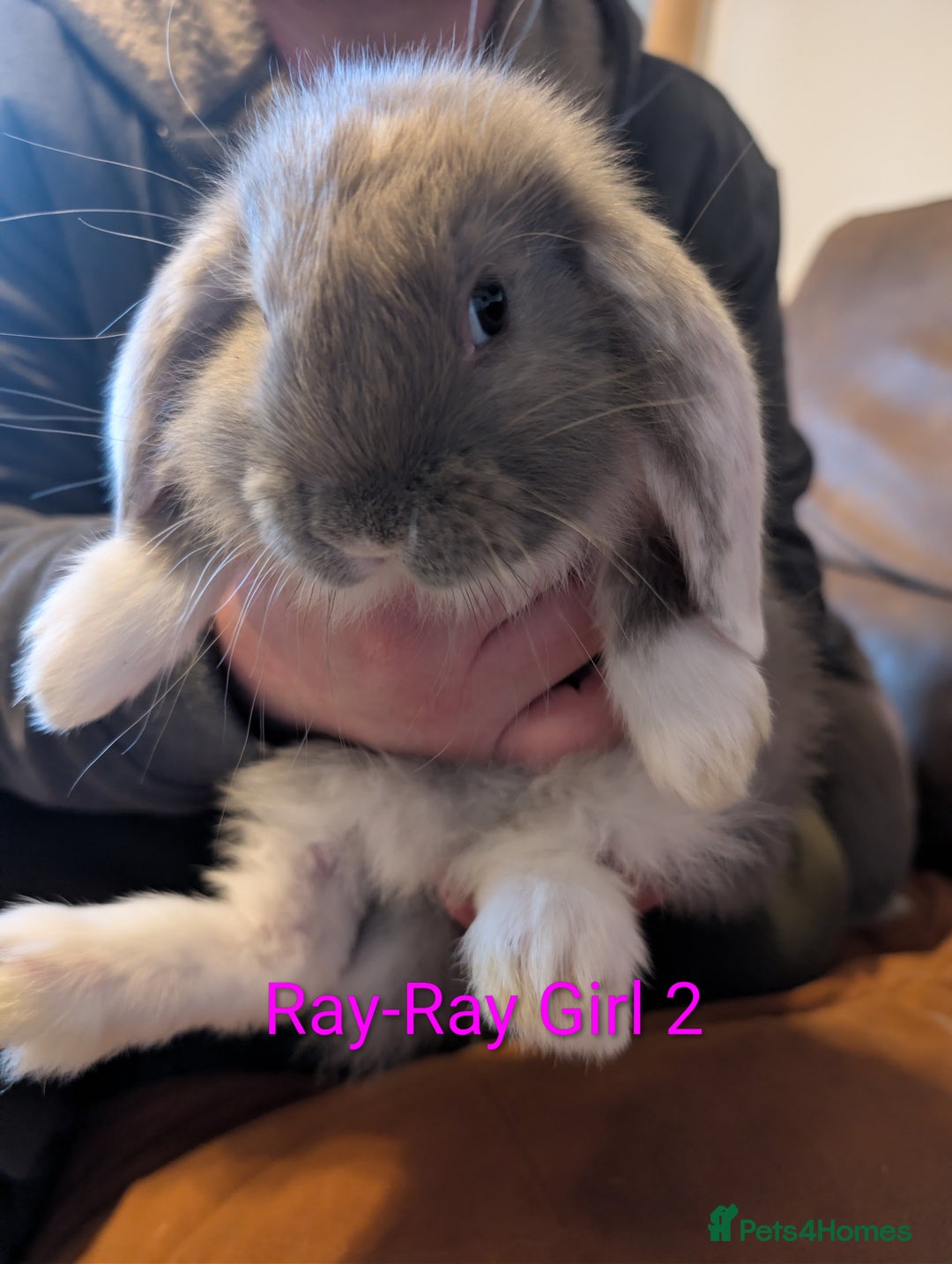 Continental Giant rabbits for sale: Giant bunnies  - Advert 9