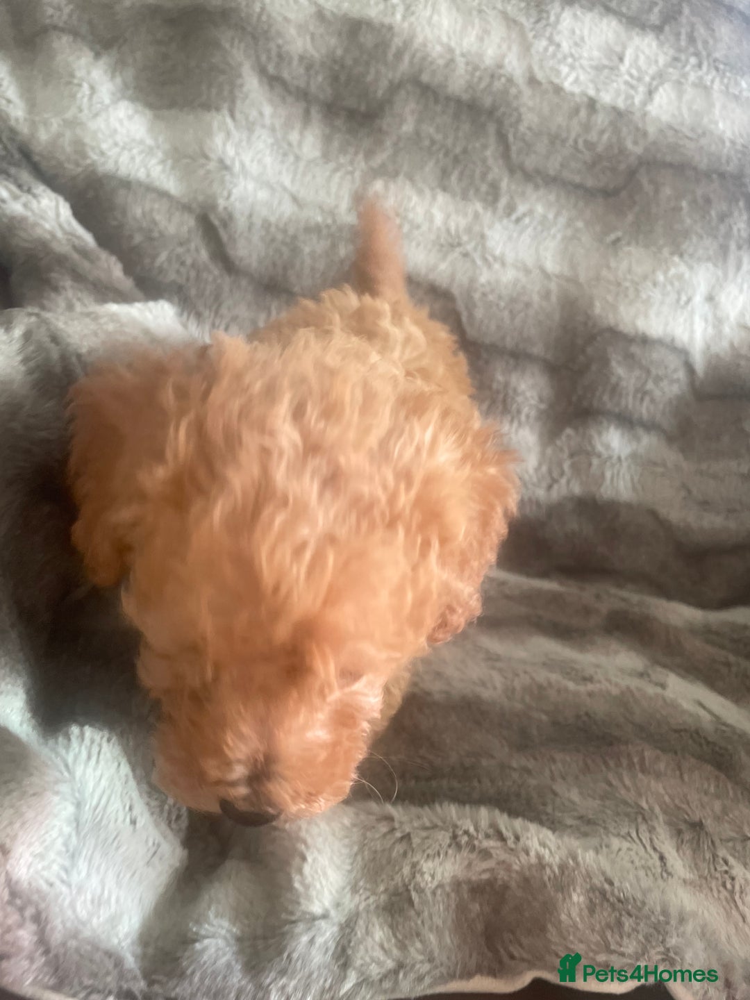 Toy Poodle dogs for sale: Toy poodle puppies  - Advert 29