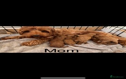 Cavapoo dogs for sale: X6 Stunning F1B Cavapoo puppies available  - Image 7