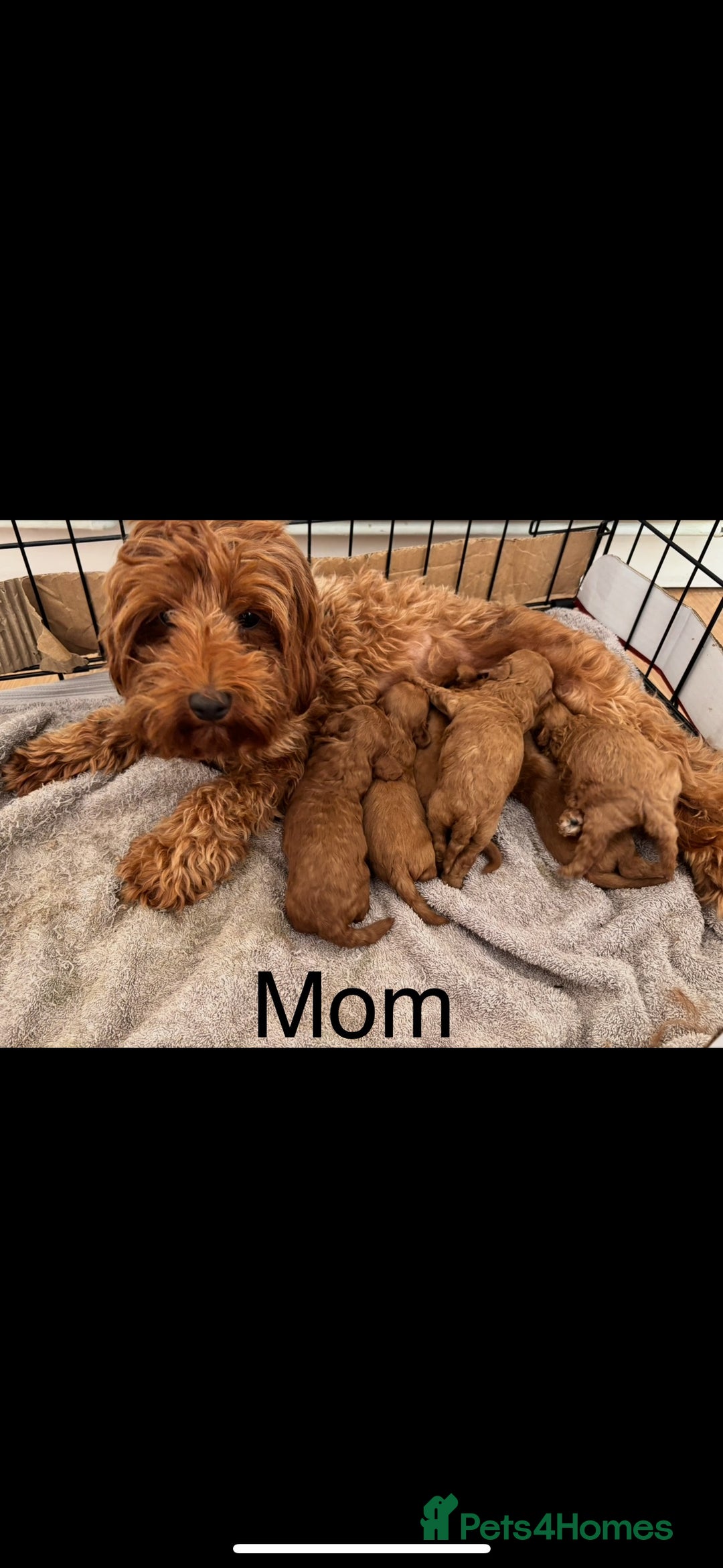 Cavapoo dogs for sale: X6 Stunning F1B Cavapoo puppies available  - Image 7