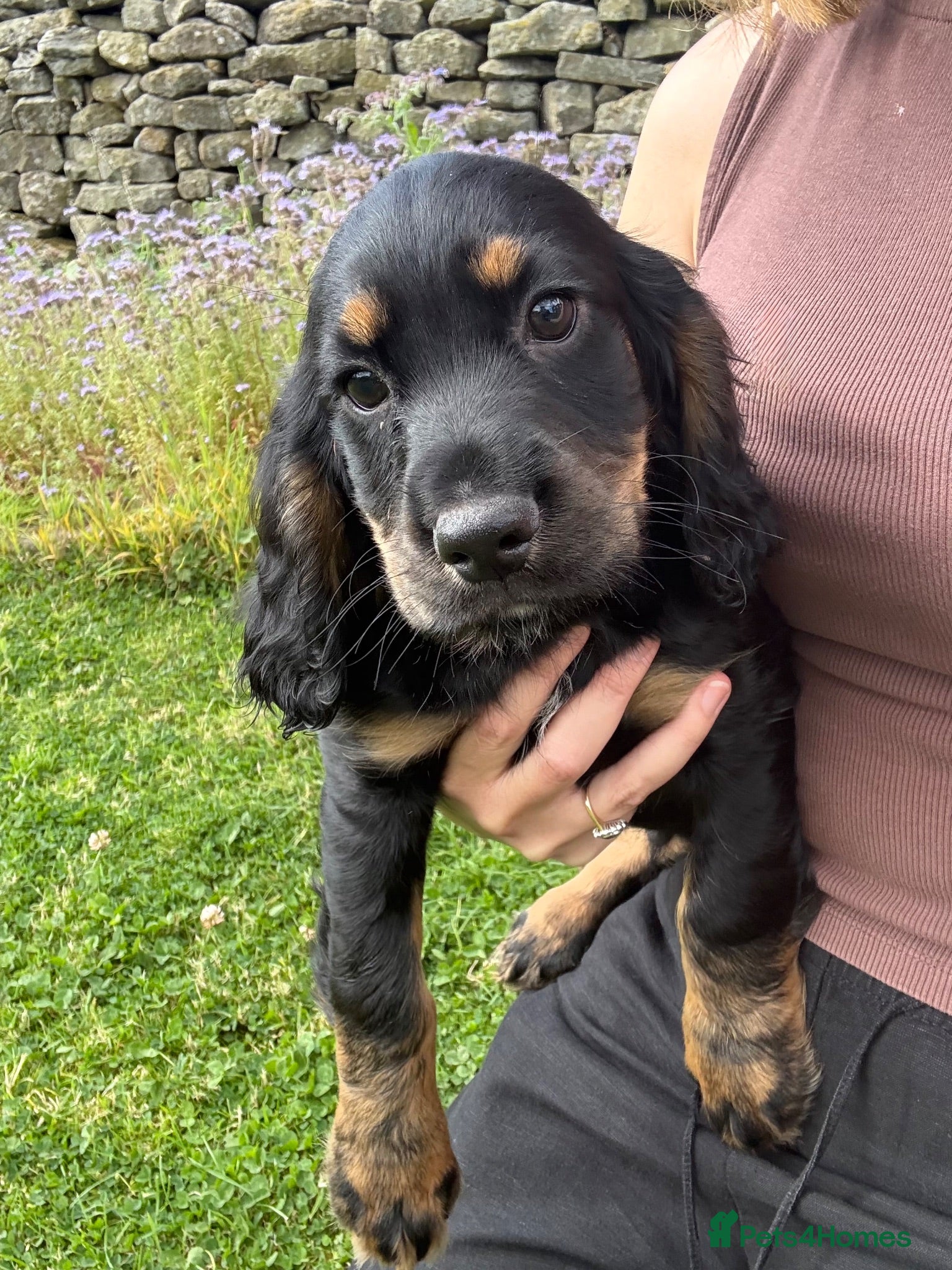Cocker Spaniel dogs KC Reg Working Cocker Spaniel Puppies - Advert 2